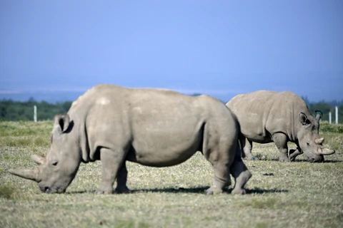 Hai cá thể tê giác trắng phương Bắc cuối cùng còn sống trên Trái đất được chăm sóc tại một khu bảo tồn ở Nanyuki, Kenya ngày 23/8/2019. (Ảnh: AFP/TTXVN)