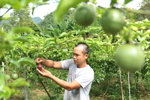 Thu hoạch chanh leo tại Hợp tác xã nông dược Mai Sơn,Sơn La. (Ảnh: Quang Quyết/TTXVN)