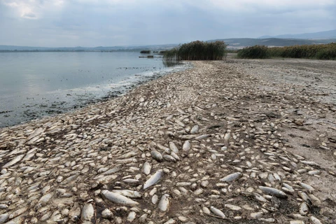 Hàng nghìn con cá chết nổi trên hồ Koroneia, miền Bắc Hy Lạp ngày 19/9/2019 do biến đổi khí hậu. (Ảnh: AFP/TTXVN)
