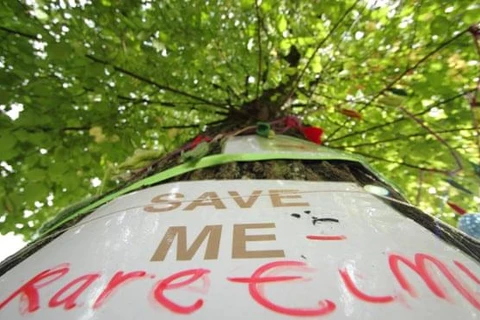42% trong số 454 loài cây bản địa ở châu Âu có nguy cơ biến mất. (Nguồn: Alamy)