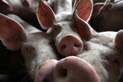 Dịch tả lợn châu Phi đang bùng phát tại Timor Leste. (Ảnh: AFP/TTXVN)