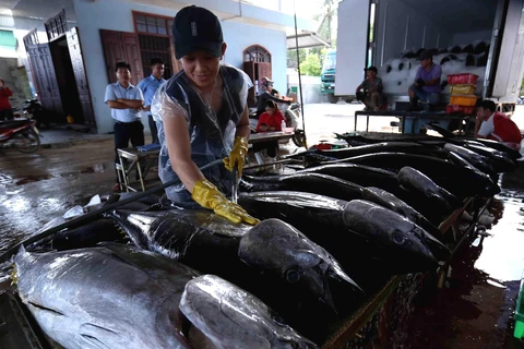 Ngư dân Bình Định đánh bắt cá ngừ đại dương. (Ảnh: Vũ Sinh/TTXVN)