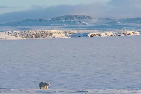 Một con gấu Bắc Cực tại của quần đảo Novaya Zemlya xa xôi của Nga. (Nguồn: AFP)