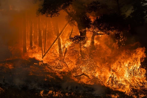Lửa bốc dữ dội trong trận cháy rừng ở bang California, Mỹ ngày 27/7/2019. (Ảnh: AFP/TTXVN)