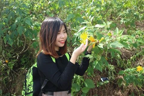 Nhiều bạn trẻ ở các tỉnh thành lân cận Hà Nội cũng tìm đến Ba Vì để ngắm hoa dã quỳ nở. (Ảnh: Mạnh Khánh/TTXVN)