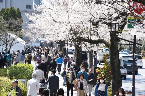 Khách du lịch tản bộ dưới những cây hoa Anh Đào trên con đường gần đền Yasukuni, Tokyo. (Ảnh: Thành Hữu/TTXVN)