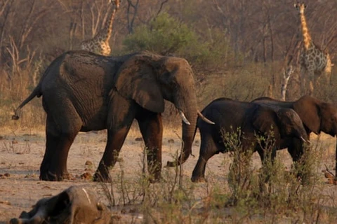 Voi và hươu cao cổ kiếm ăn gần xác một con voi trong công viên quốc gia Hwange ở Zimbabwe. (Ảnh: Reuters)
