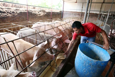 Nông dân chăm sóc đàn lợn với mô hình nuôi bằng thảo dược để xuất chuồng phục vụ Tết nguyên đán sắp tới. (Ảnh: Phạm Kiên/TTXVN)