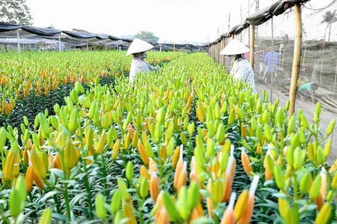 [Video] Làng hoa Tây Tựu - điểm du lịch muôn sắc hoa ở Hà Nội