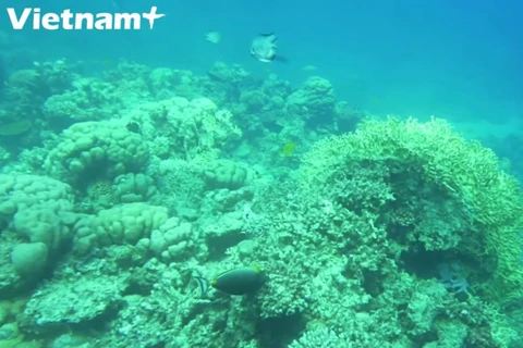 [Video] Đến Cù Lao Chàm lặn ngắm san hô tuyệt đẹp dưới đáy biển