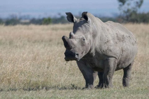 Tê giác sống trong môi trường tự nhiên có tuổi thọ từ 37-43 năm. (Nguồn: Getty Images)