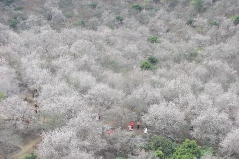 [Video] Hoa mơ khoe sắc trắng muốt trên cao nguyên Mộc Châu