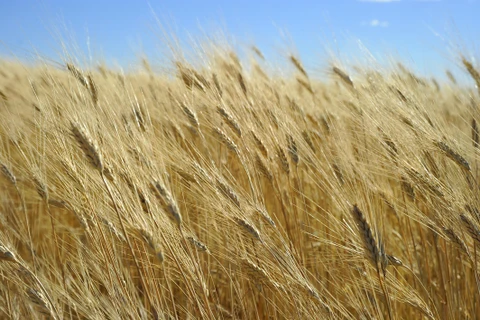 Một cánh đồng lúa mì ở Tioga, bang Bắc Dakota, Mỹ. (Ảnh: AFP/TXTVN)