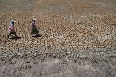 Cảnh khô hạn trên cánh đồng ở Bang Pla Ma, tỉnh Suphanburi, Thái Lan. (Ảnh: AFP/TTXVN)