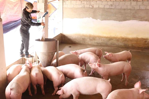 [Video] Giá thịt lợn tại Hà Nội sẽ giảm 5% so với giá thị trường
