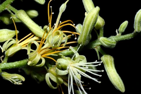Trung Quốc phát hiện loài thực vật mới thuộc chi Nam mộc hương