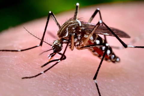 Muỗi Aedes Aepyti gây bệnh sốt vàng da. (Nguồn: msmosquito.org)