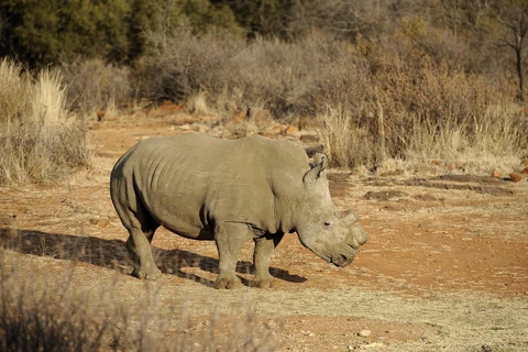 Một con tê giác đen được cưa sừng tại khu bảo tồn Bona Bona, Nam Phi. (Ảnh: AFP/TTXVN)