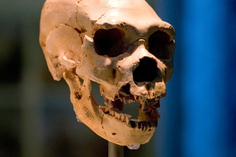 Một hộp sọ của người Homo neanderthalensis. (Nguồn: Bảo tàng Lịch sử Tự nhiên/Alamy.h)