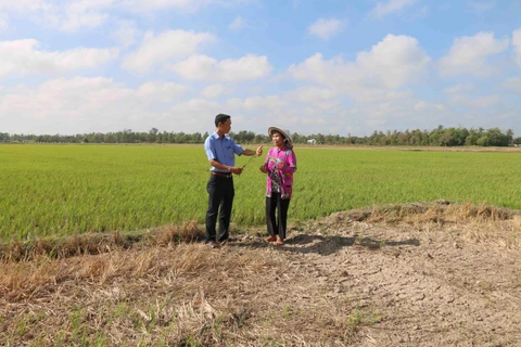 Ruộng lúa 1,7ha của gia đình bà Phan Thị Lan, xã Tân Hiệp, huyện Trà Cú bị thiệt hại hoàn toàn 1ha do hạn, mặn. (Ảnh: Thanh Hòa/TTXVN)