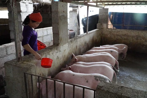 Đàn lợn của một hộ chăn nuôi ở thị trấn Hòa Thuận, huyện Quảng Hòa, tỉnh Cao Bằng. (Ảnh: Chu Hiệu/TTXVN)