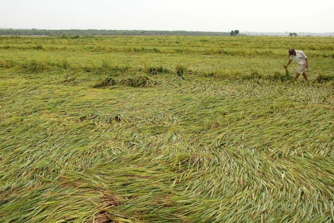 Mưa lớn kèm gió giật khiến hàng trăm ha lúa Đông Xuân ở Quảng Bình rạp đổ. (Ảnh: Văn Tý/TTXVN)