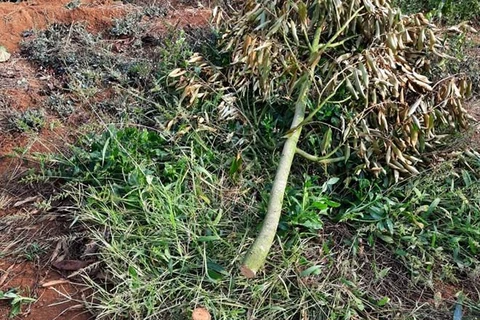 Lâm Đồng: Kẻ xấu liên tiếp phá hoại vườn sầu riêng của nông dân