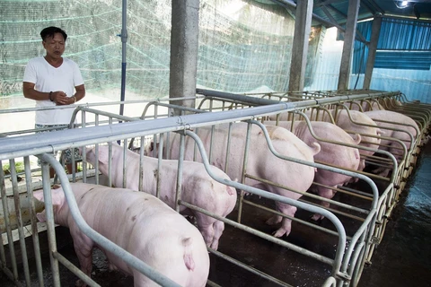 Tỉnh Quảng Trị nỗ lực ngăn chặn bệnh dịch tả lợn châu Phi tái bùng phát. Ảnh minh họa. (Nguồn: TTXVN)