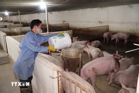 Các hộ chăn nuôi bị thiệt hại do dịch tả lợn châu Phi được hỗ trợ tài chính để giảm bớt khó khăn. (Ảnh: Chu Hiệu/TTXVN)
