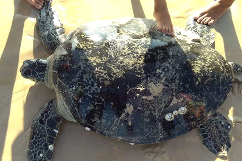 Tỉnh Quảng Trị nỗ lực cứu hộ và bảo tồn các loài rùa biển quý hiếm