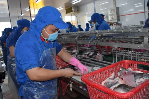 Quy trình sản xuất tại một cơ sở chế biến thủy sản của tỉnh Đồng Tháp. (Ảnh: Chương Đài/TTXVN)