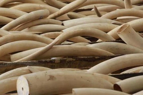 32 năm tù cho các đối tượng buôn lậu hơn 200kg ngà voi châu Phi