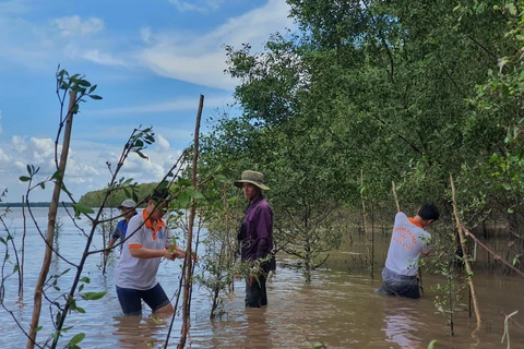 Đội tình nguyện đại diện cho Liên minh Giá trị xã hội Việt Nam tiến hành trồng cây phục hồi rừng ngập mặn tại Trà Vinh. (Ảnh: PV/Vietnam+)
