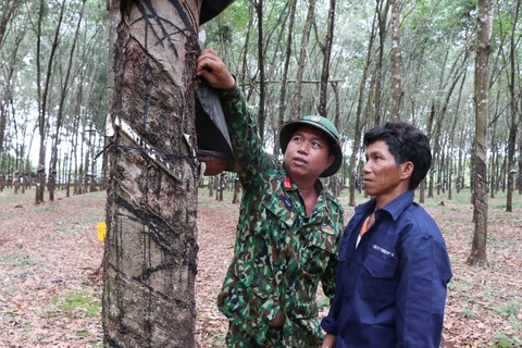 Binh đoàn 15, Bộ Quốc phòng tại huyện Đức Cơ (Gia Lai) luôn chú trọng phát triển nguồn đảng viên dân tộc thiểu số vùng biên. (Ảnh: Hồng Điệp/TTXVN)