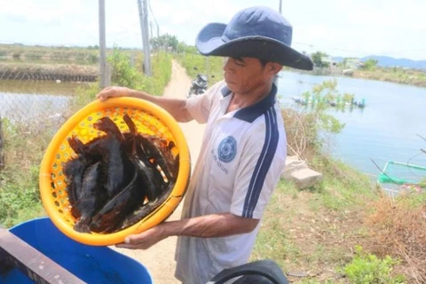 Khánh Hòa: Hàng trăm tấn cá mú tồn đọng do không có đầu ra