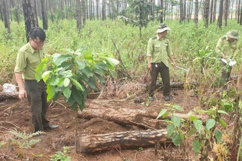 Lâm Đồng: Phát hiện hàng trăm khúc gỗ thông bị chôn để chiếm đất