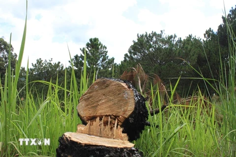 Nhiều cây thông ba lá đã bị cưa hạ tại tiểu khu 157, thuộc đối tượng rừng nội ô Đà Lạt. (Ảnh: Đặng Tuấn/TTXVN)