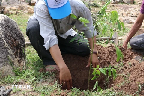 Ảnh minh họa. (Nguồn: Nguyễn Thành/TTXVN)