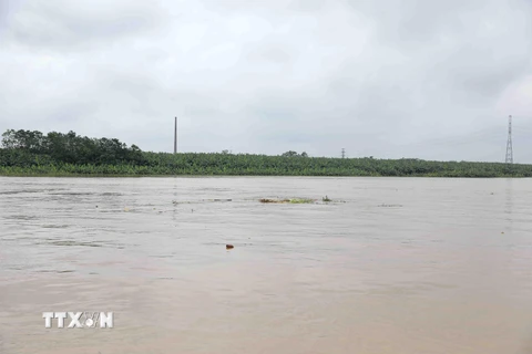 Nước sông Hồng lên cao (ảnh chụp sáng 21/8/2020 phía bên tả sông Hồng, thuộc địa bàn xã Tứ Dân, huyện Khoái Châu, Hưng Yên). (Ảnh: Vũ Sinh/TTXVN)