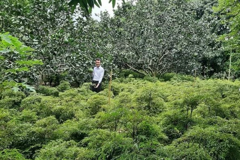 Vườn đinh lăng canh tác theo hướng hữu cơ (organic) của Công ty Thiên Đường