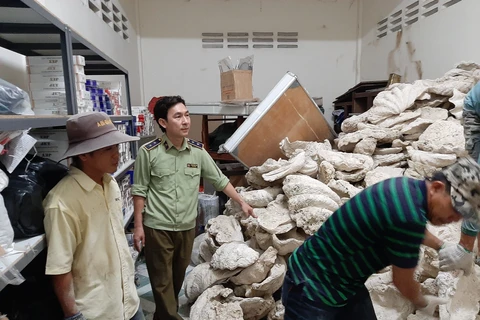Chuyển giao 21 tấn vỏ trai tai tượng cho Bảo tàng Thiên nhiên Việt Nam. (Nguồn: Cục Quản lý thị trường Tiền Giang)