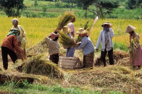 Nông dân Indonesia đang thu hoạch lúa. (Nguồn: www.gettyimages.in)