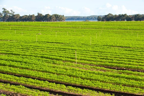 Lượng khí thải từ hoạt động trồng trọt và chăn nuôi của Australia giảm 69% trong ba thập kỷ vừa qua. (Nguồn: agric.wa.gov.au)