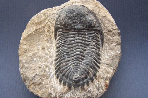 Một hóa thạch bọ ba thùy 500 triệu năm. Ảnh minh họa. (Nguồn: sciencemag.org)