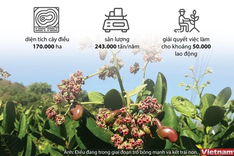 [Infographics] Xuất khẩu điều Việt Nam tiến tới vị trí số 1 thế giới