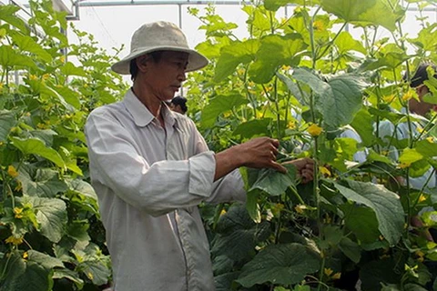 Hiệu quả cao từ mô hình trồng dưa lưới trong nhà kính ở làng nông thôn mới ấp 9, xã Lương Tâm. (Nguồn: tinhuyhaugiang.org.vn)
