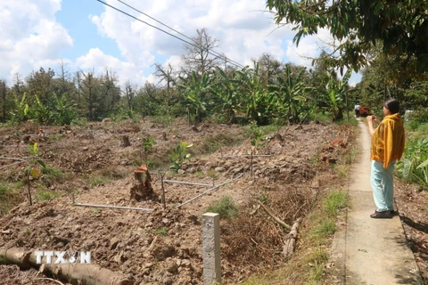 Tình trạng sầu riêng chết do hạn mặn ở xã Tam Bình, huyện Cai Lậy. (Ảnh: Minh Trí-TTXVN)