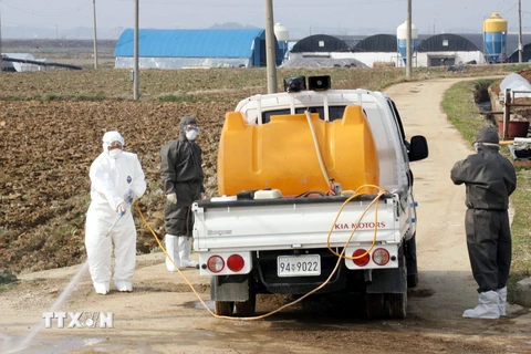 Nhân viên kiểm dịch phun thuốc khử trùng gần một trang trại gà ở Yeongam, Hàn Quốc, nơi phát hiện ổ dịch cúm gia cầm. (Ảnh: AFP/TTXVN)