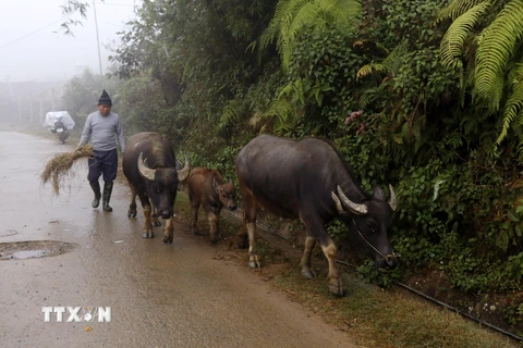 Người dân vùng cao thị xã Sa Pa, Lào Cai chủ động di chuyển đàn trâu xuống vùng thấp chống rét. (Ảnh: Quốc Khánh/TTXVN)