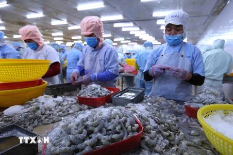 Chế biến tôm xuất khẩu tại nhà máy của Công ty CP Bá Hải (tỉnh Phú Yên). (Ảnh: Vũ Sinh/TTXVN)